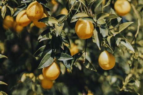Návštěva rodinné farmy ve Velkých Bílovicích